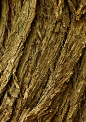 Ecorces des arbres, vieux saule 