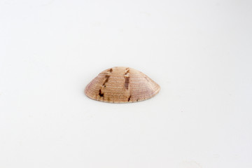 Beautiful sea shell Chione paphia on a white background