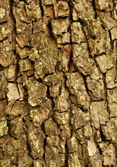 Ecorces des arbres, vieux poirier 