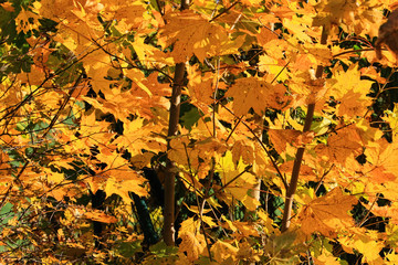 Yellow, orange and red autumn leaves, Germany