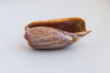 Beautiful sea shell from Morroco on a white background