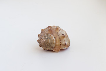 Beautiful sea shell on a white background