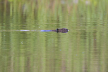 Canadian Beaver