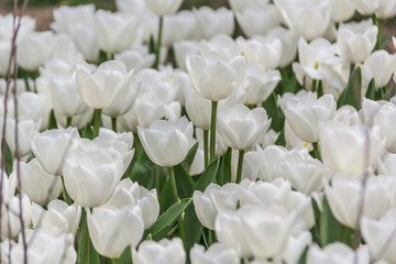 white tulips closeup shooting, landscape view