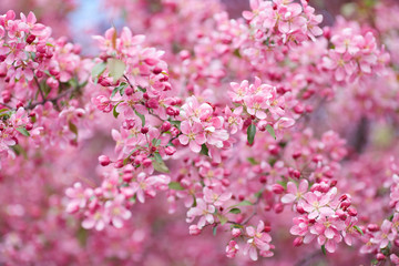 The beautiful blooming branch
