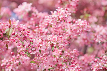 The beautiful blooming branch