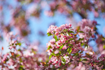 The beautiful blooming branch