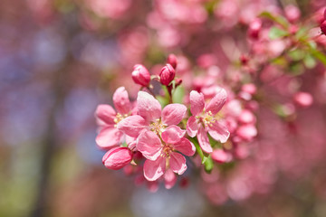 The beautiful blooming branch