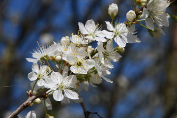 Cherry Blossoms on Blue