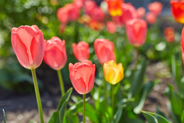 Tulip flowers in close up