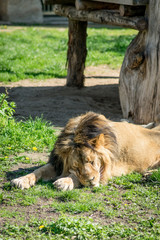 Lion sleep