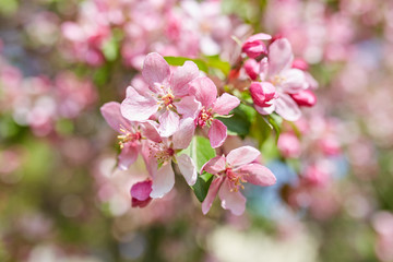 The beautiful blooming branch