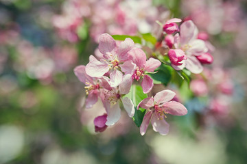 Obraz premium The beautiful blooming branch