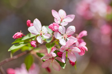 Obraz premium The beautiful blooming branch