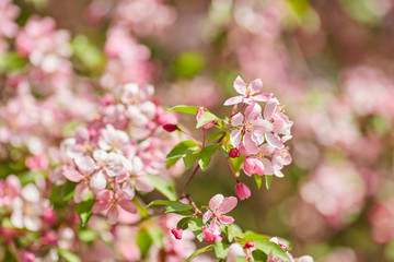 The beautiful blooming branch