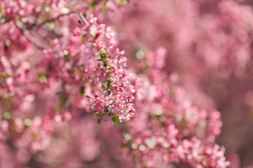 The beautiful blooming branch