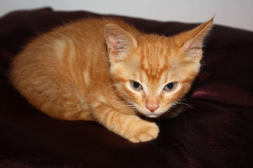 Gatito atigrado naranja con ojos verdes