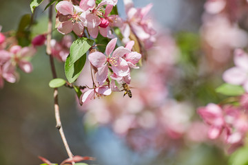 The beautiful blooming branch