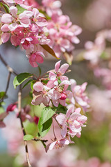 The beautiful blooming branch