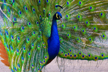Obraz premium Portrait of beautiful peacock with feathers out