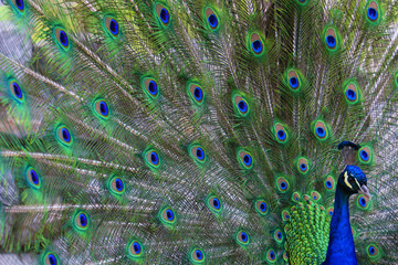 Obraz premium Portrait of beautiful peacock with feathers out