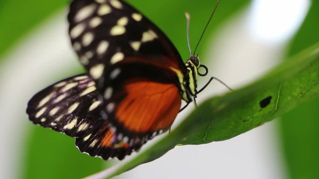 Macro view of a butterfly on a leaf