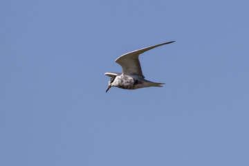 Ave Fumarel en pleno vuelo en cielo azul