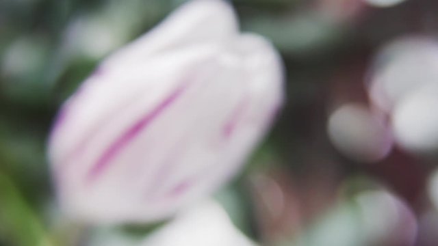 White with Pink Tulip on green background in the garden slow blur Full 1920 1080 25 fps HD footage - White tulip with pink on petals unblur with nice bokeh HD video