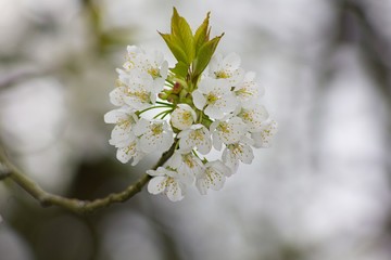 Spring blooming tree