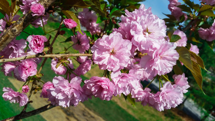 Cherry Blossom Tree 2