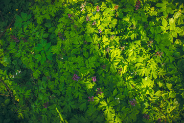 Green leaf texture, forest plants background