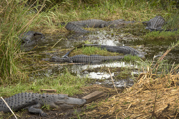 Fototapeta premium Group of big alligators in Florida's Everglades National Park.