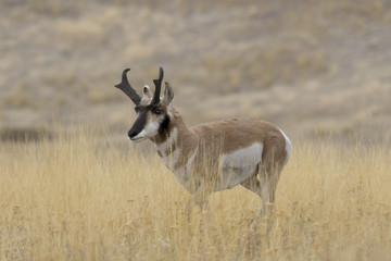 Naklejka na ściany i meble Pronghorn Antelope in Montana