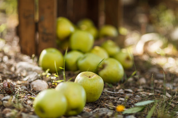Manzanas Verdes