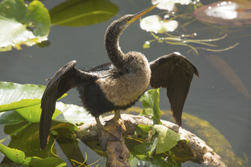 Juvenile anhinga stands with wings outspread in Florida's Everglades.