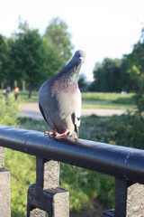 Pigeon sitting on railing.