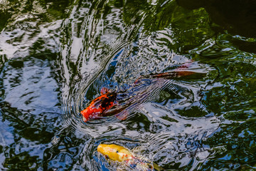 exotic koi fishes in pond