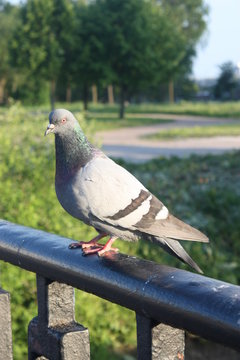 Pigeon sitting on railing.