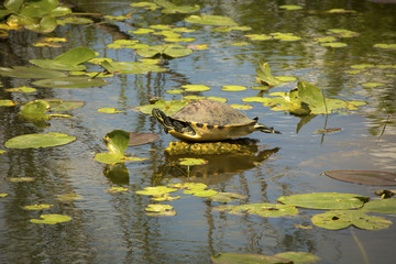 Red-bellied cooter turtle in Florida's Everglades National Park.