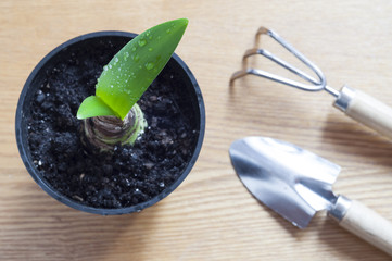 Flower with green fresh sprout in a pot, small shovel and rake on a wooden background. Planting, growing and transplant home plants indoors. Home gardening concept.