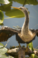 Juvenile anhinga stands with wings outspread in Florida's Everglades.