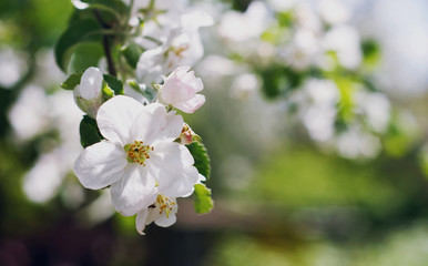 Beautiful flowers of the blossoming apple tree in the spring time/