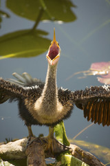 Juvenile anhinga with bill wide open as if singing opera.