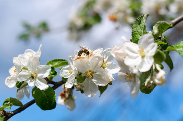 Beautiful flowers of the blossoming apple tree in the spring time/