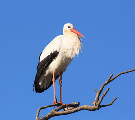 White Stork perched