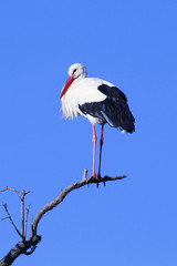 White Stork perched in a tree