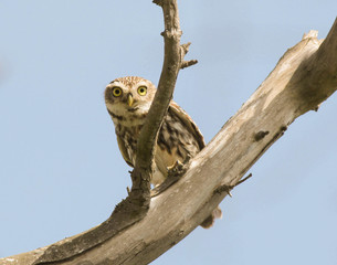 Little Owl perched and peeking