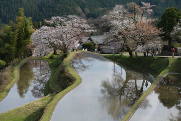 Fototapeta premium 三多気の桜