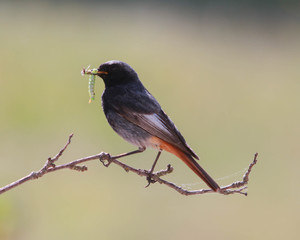 Black Redstart with food for young