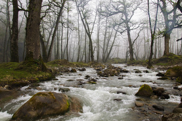 River that originates from the mountains of northern Iran in the forest 3000.